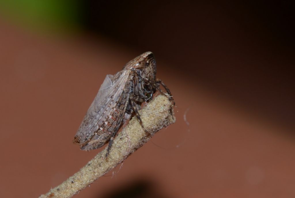 Cicadellidae: Selenocephalus cfr. obsoletus  da confermare